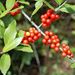 yaupon holly with berries