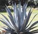 agave or century plant 