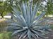 blue agave plant 