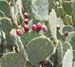 wild prickly pear cactus 