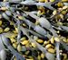 sea kelp seaweed